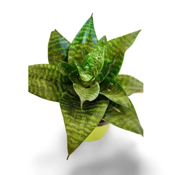 sansevieria hahnii green l