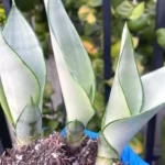 sansevieria moonshine