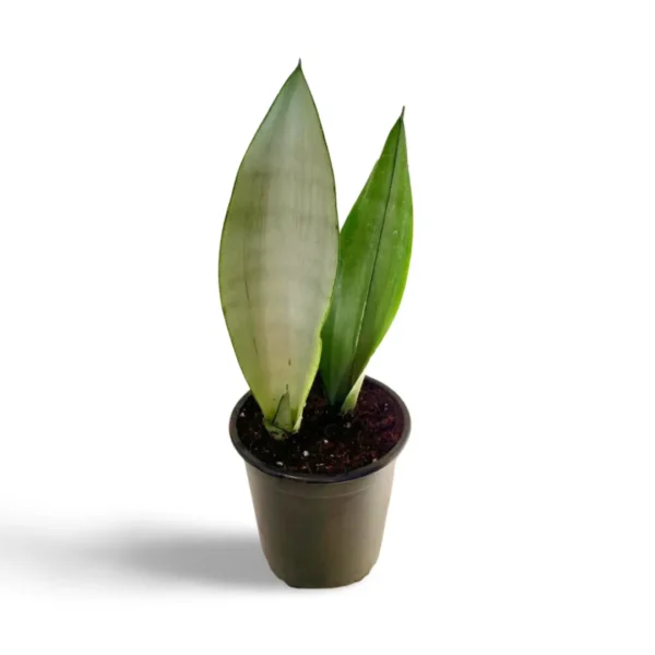 Sansevieria Moonshine