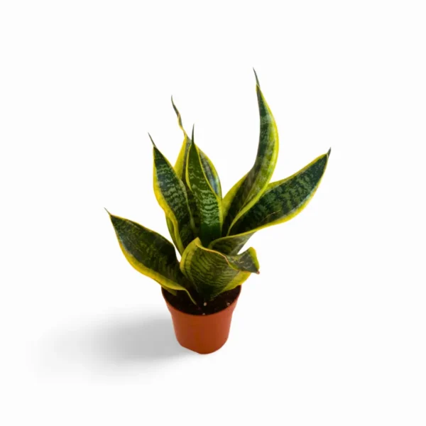 Superba 2 Sansevieria Superba