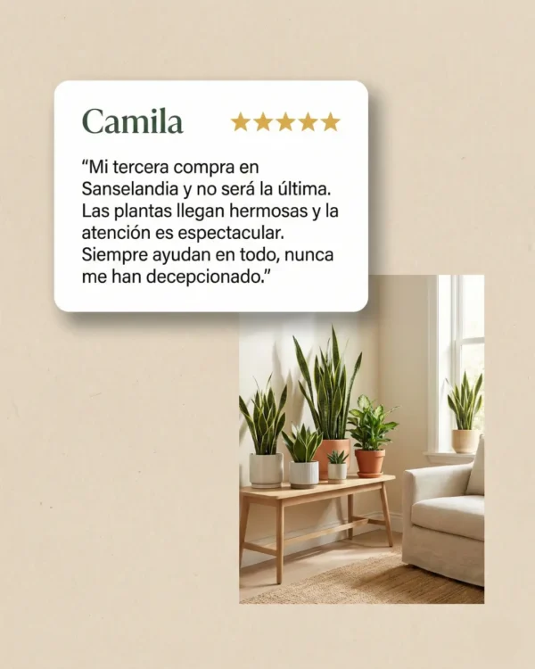 Sansevieria Moonshine