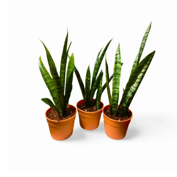 Zeylanica 3 Sansevieria Zeylanica