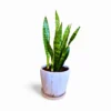 Sansevieria Zeylanica