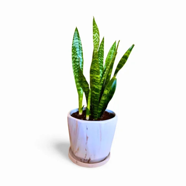 Sansevieria Zeylanica