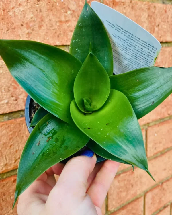 Hahnii Jade Hahnii Jade