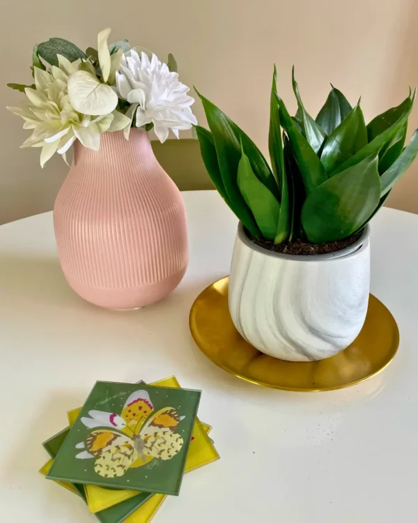 Hahnii Jade Comedor Hahnii Jade Comedor