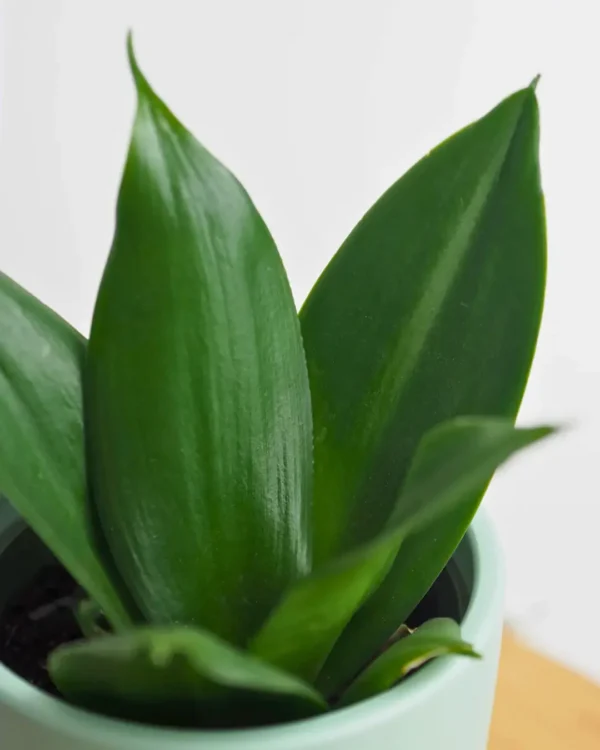 Hahnii Jade Hojas Hahnii Jade Hojas