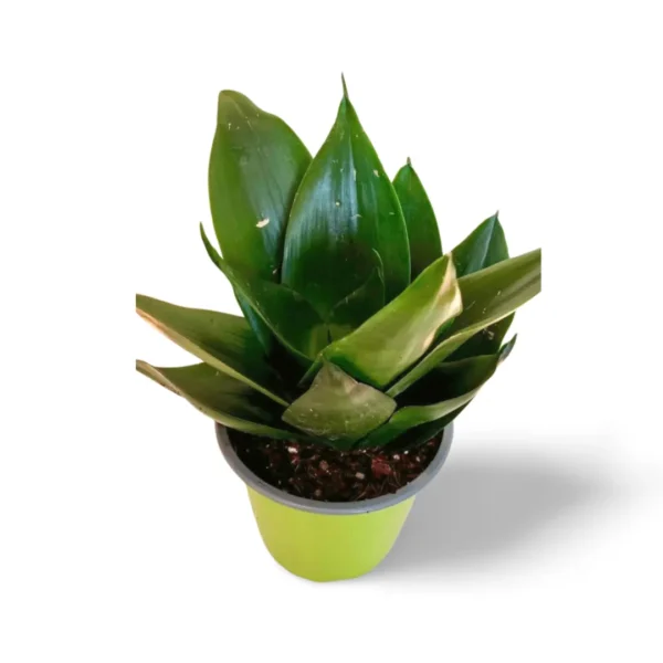 Hahnii Jade L Sansevieria hahnii jade l