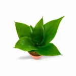 Sansevieria Hahnii Jade