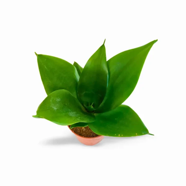 Hahnii Jade L Hahnii Jade L