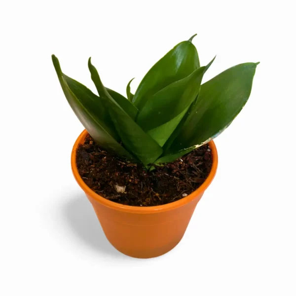 Hahnii Jade S Sansevieria Hahnii Jade