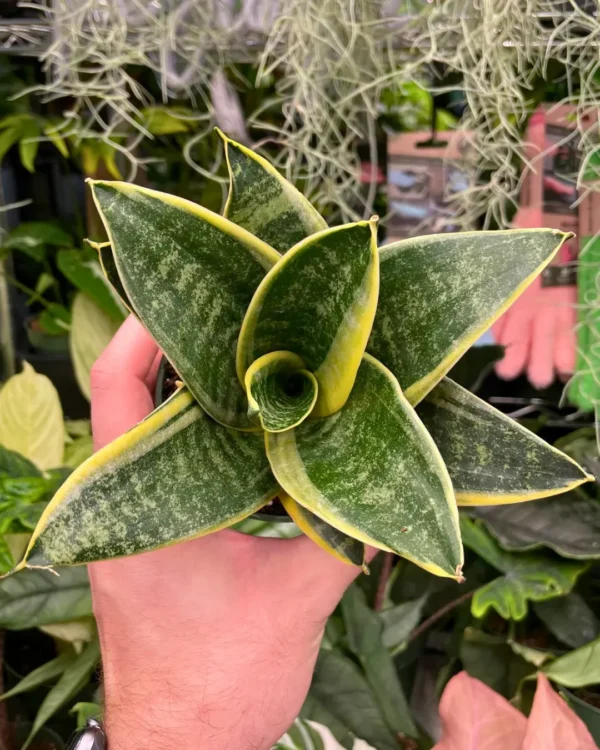 Hahnii Ocean Star Hojas