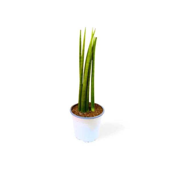 Sansevieria Cilíndrica