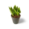 Sansevieria Hahnii Black Gold