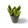Sansevieria Hahnii Black Gold