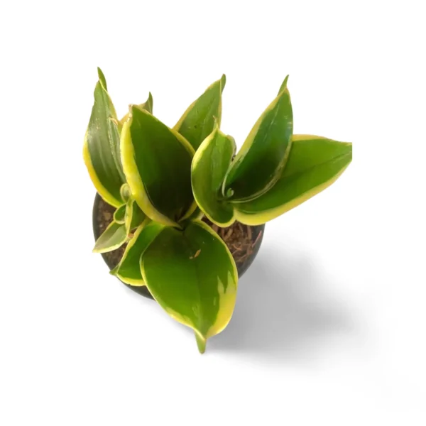 Sansevieria Hahnii Black Gold