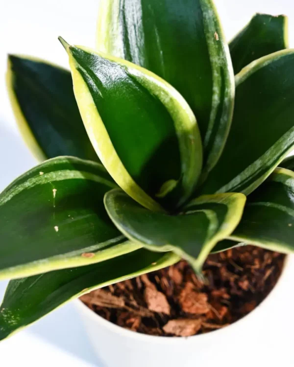 Hahnii Black Gold Hoja