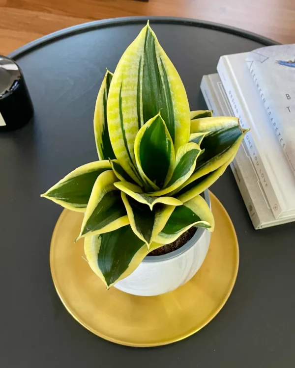 Hahnii Black Gold Living