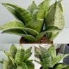 Sansevieria Hahnii Silver