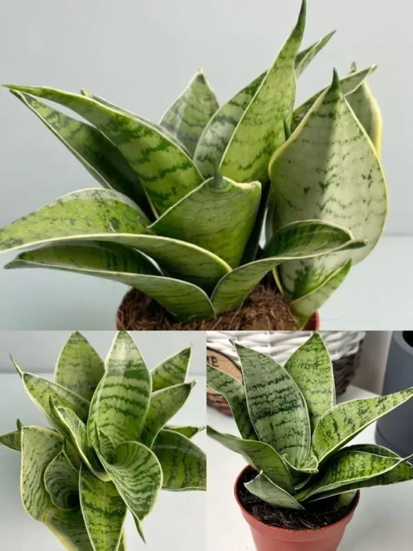 Sansevieria Hahnii Silver