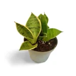 Sansevieria Hahnii Silver