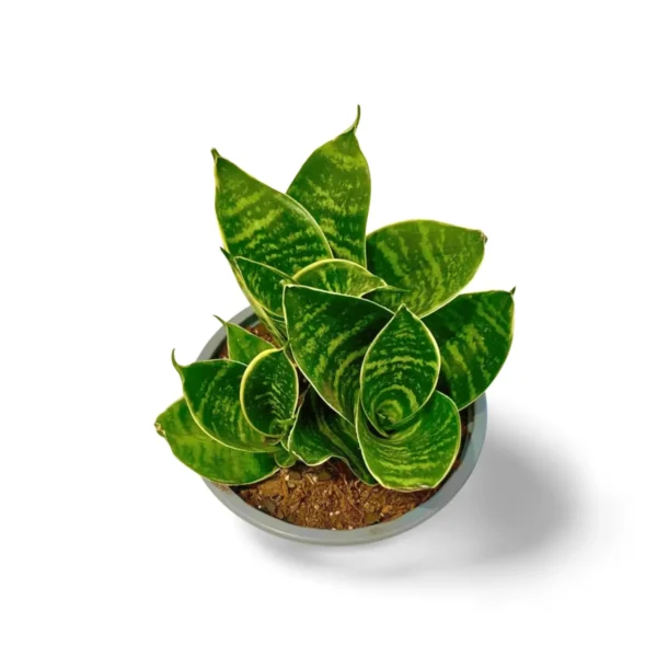 sansevieria hahnii misty