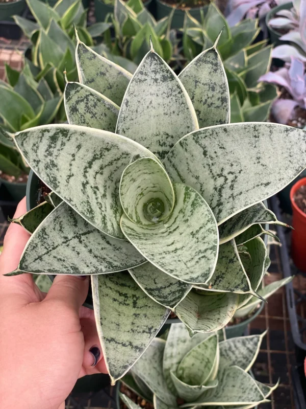 Sansevieria Hahnii Silver