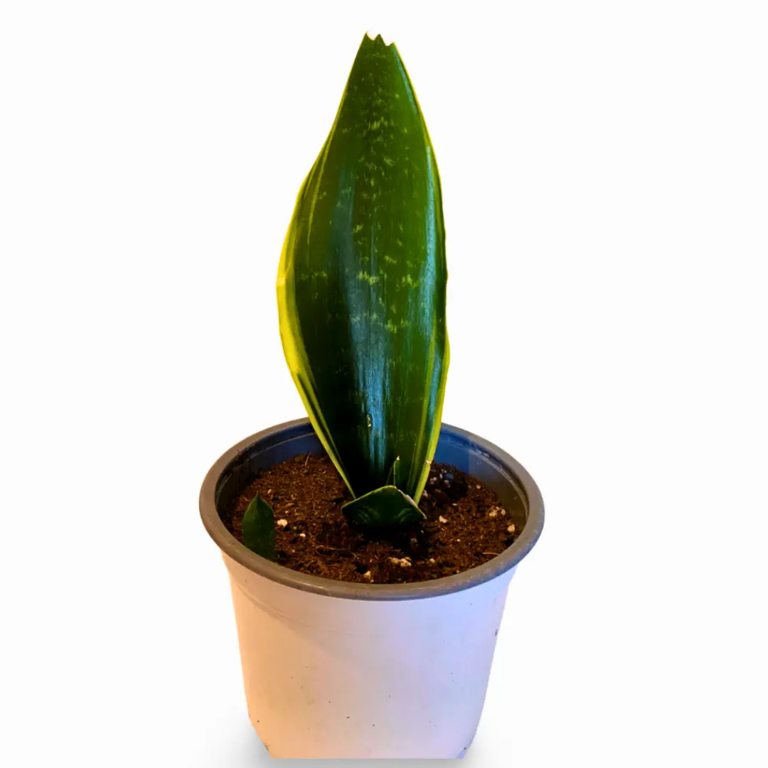 Sansevieria Black Moon - Sanselandia