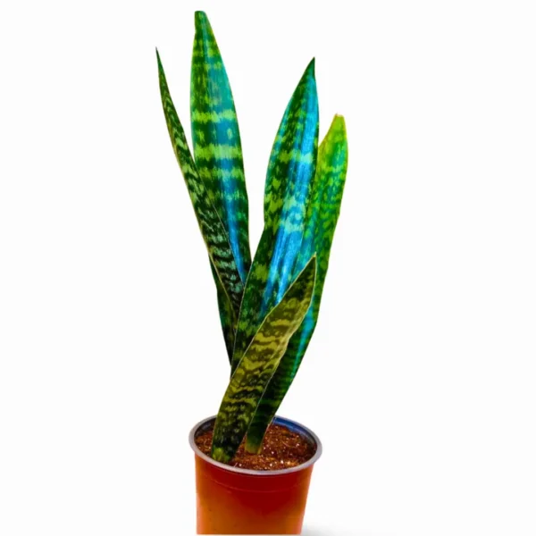 Jaboa 2 Sansevieria Jaboa