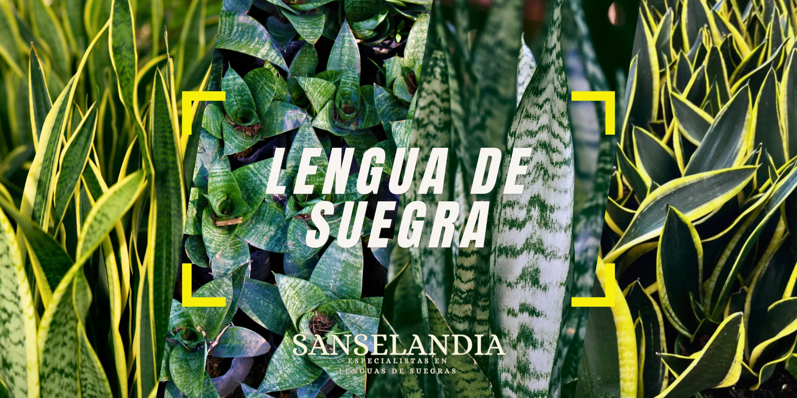 lengua de suegra