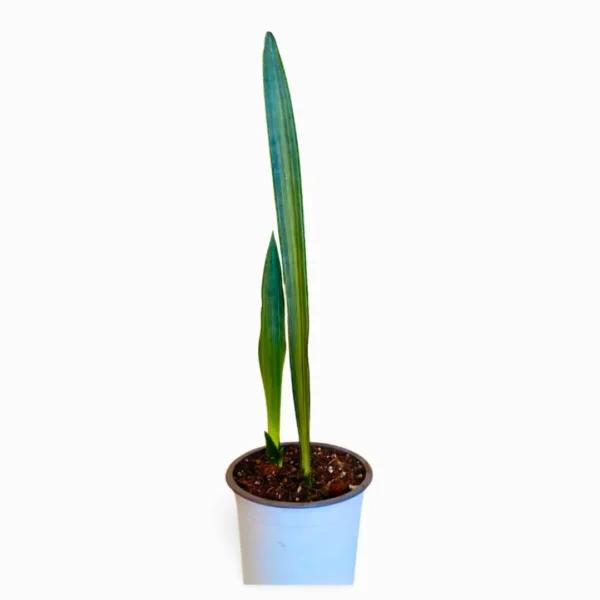 Bantel S sansevieria bantel