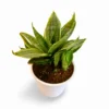 sansevieria hahnii silver frost 3