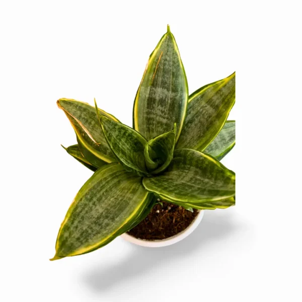 Hahnii Silver Frost 3 sansevieria hahnii silver frost