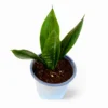 sansevieria zeylanica robusta 3