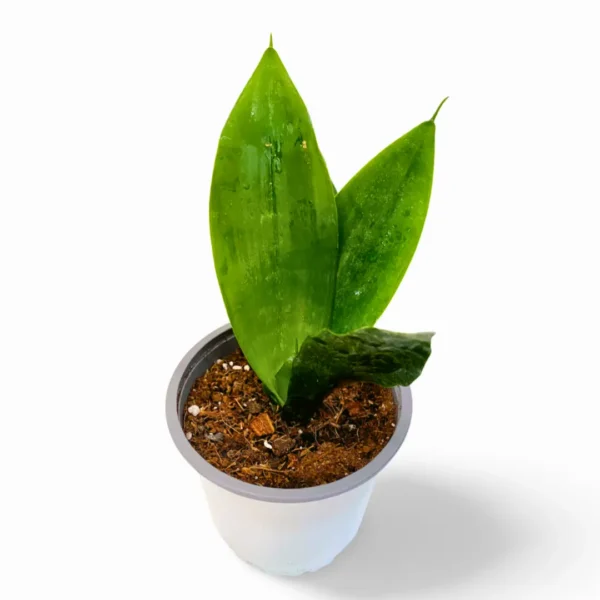 Zeylanica Robusta 4 sansevieria zeylanica robusta 2