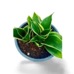 sansevieria hahnii glimery