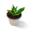 sansevieria hahnii glimery