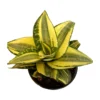 Sansevieria Hahnii Radiant
