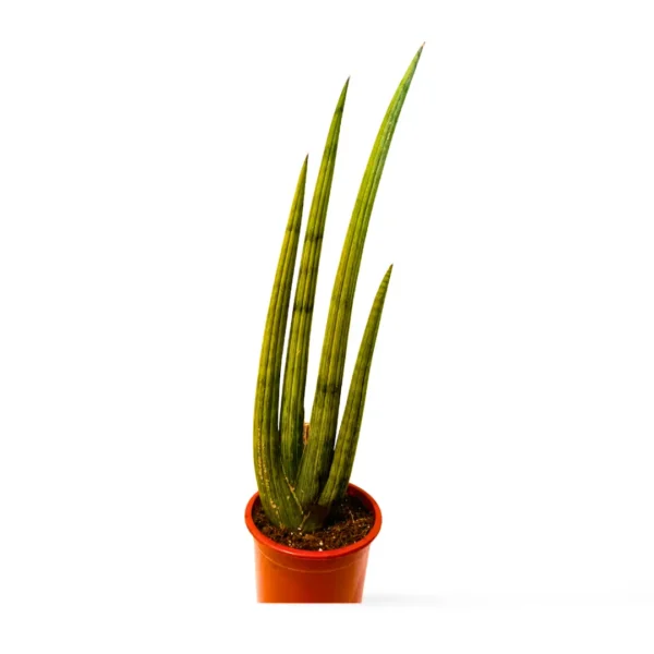Cilíndrica Abanico L 2 Sansevieria Cilíndrica Abanico