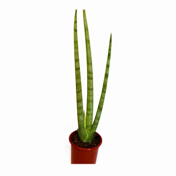 Cilíndrica Abanico L 3 Sansevieria Cilíndrica Abanico