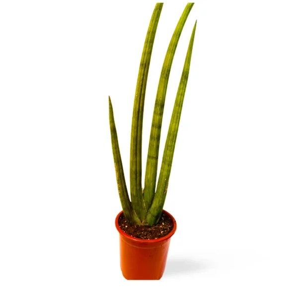 Cilíndrica Abanico L 4 Sansevieria Cilíndrica Abanico