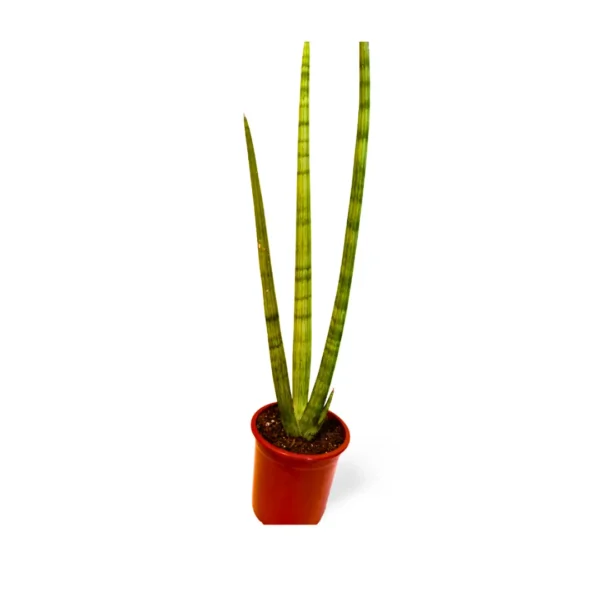Cilíndrica Abanico L 5 Sansevieria Cilíndrica Abanico