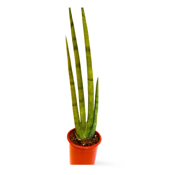 Cilíndrica Abanico L 6 Sansevieria Cilíndrica Abanico