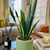 Sansevieria Black Gold Living