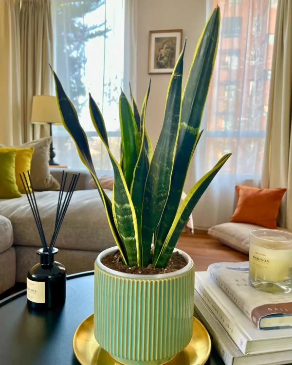 Sansevieria Black Gold Living
