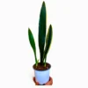 Sansevieria Black Gold