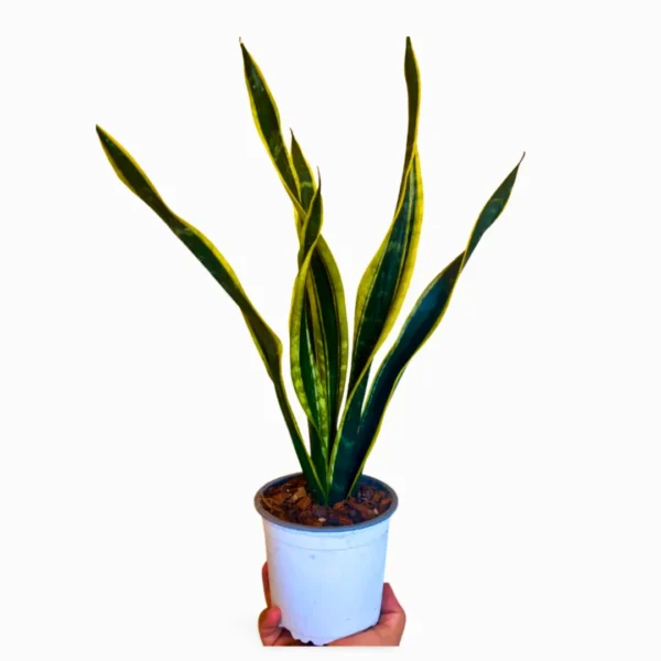 Sansevieria Black Gold