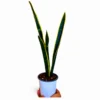 Sansevieria Black Gold