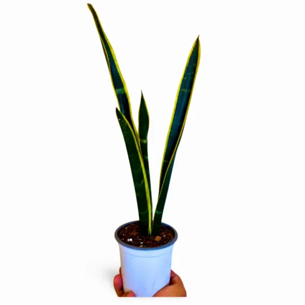 Sansevieria Black Gold