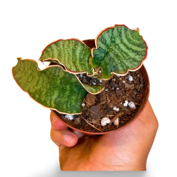 Sansevieria Kirkii Silver Blue